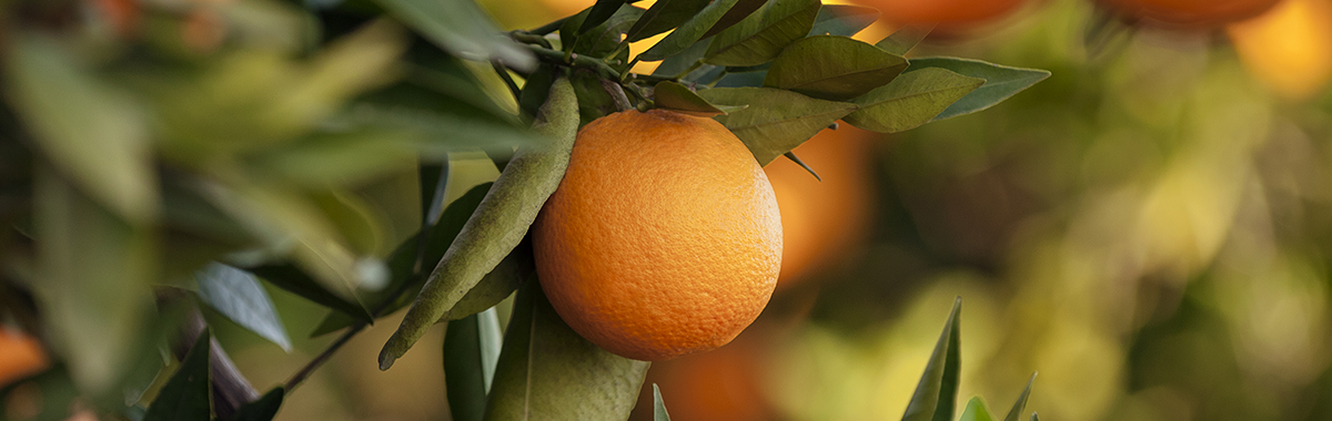 Study: why does orange flavonoide reverse obesity?