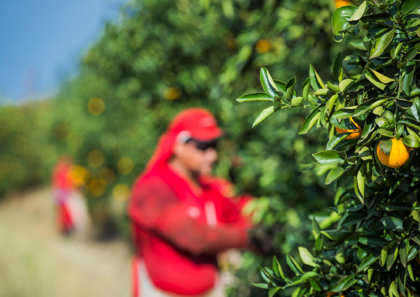 Maximizing quality and efficiency in the orange juice supply chain