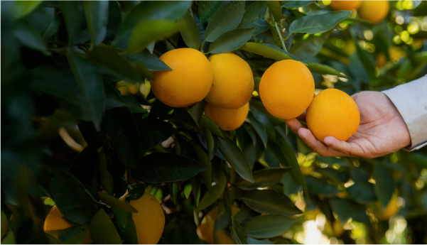 From orchard to innovation: the digital transformation of orange farming