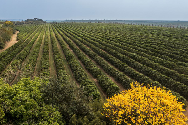 Smart farming: advancing orange orchards with intelligent irrigation