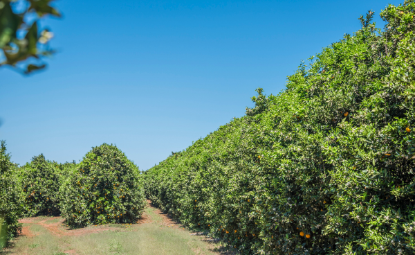 How Technology is Transforming Orchard Management