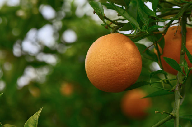 Climate Risk Management in Agriculture