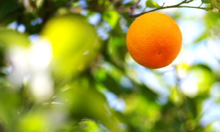 The Growers Behind Every Drop: Sustainability in Orange Juice
