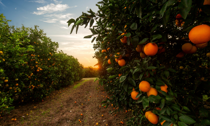 Outlook 2025: key updates on the orange crop