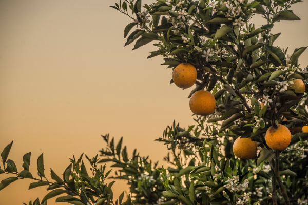 World Environment Day: How Agribusiness Can Drive Climate Action