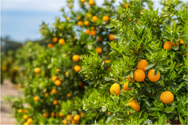 Sustainable Juice: Driving Trust and Global Value