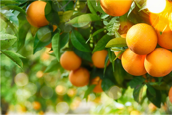 Sustainability Trends in Food and Beverage Industry