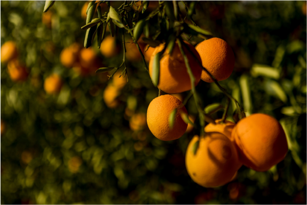 Water Stewardship: Precision Irrigation in the Spotlight