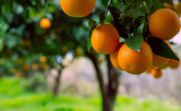 Climate risk management in agriculture: a regenerative approach